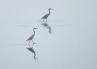 Egret Pair�